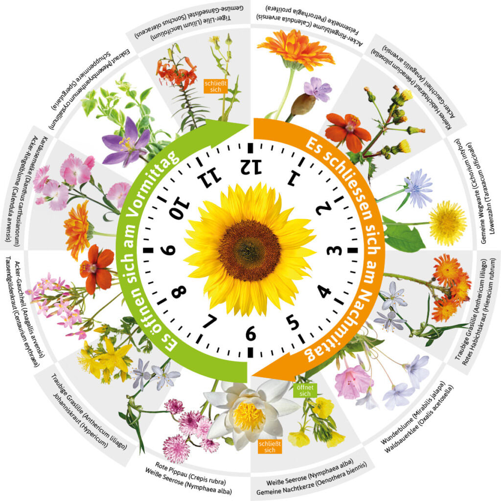 Die Blumenuhr – ein raffinierter Blumenschmuck