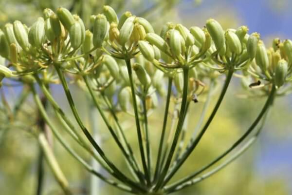 Gewürzfenchel