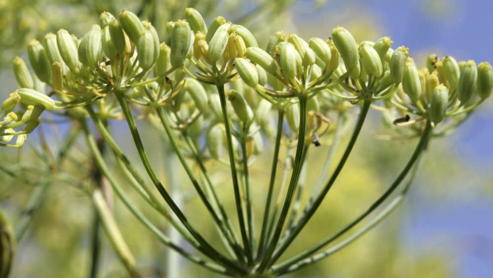 Gewürzfenchel