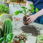Tipps zum richtigen Umtopfen von Zimmerpflanzen