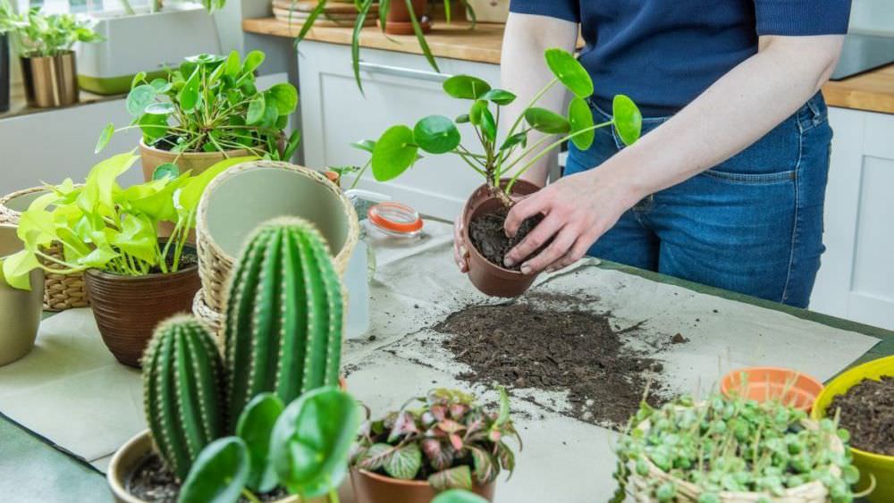 Tipps zum richtigen Umtopfen von Zimmerpflanzen