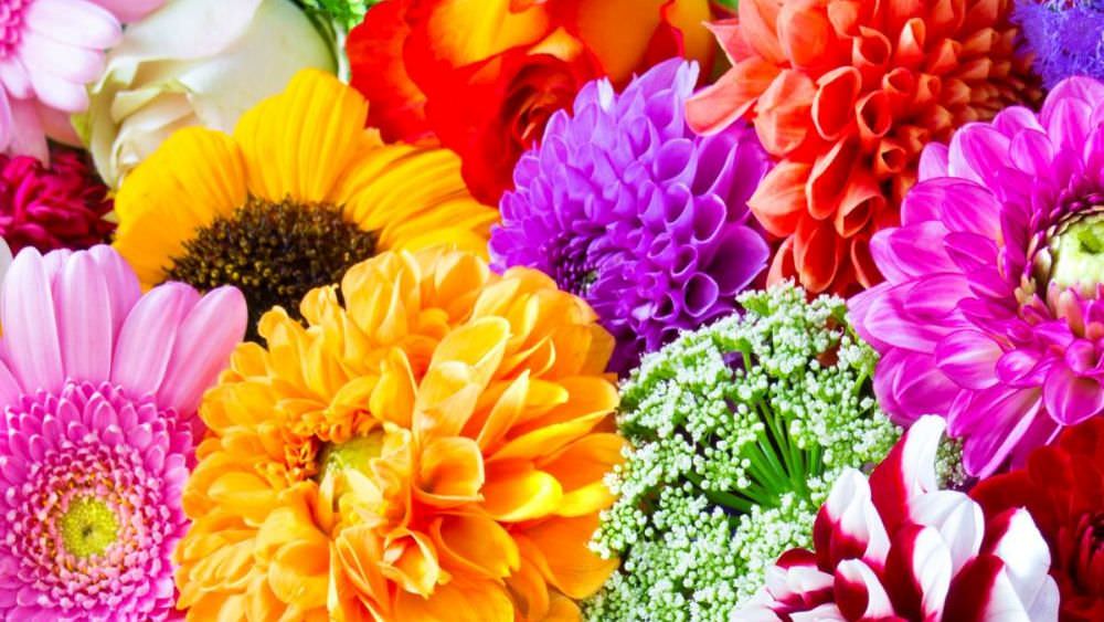 Die Bedeutung der Blumenfarben