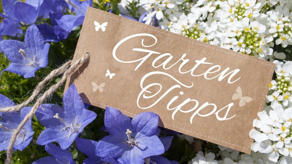 Gartentipps von früher: Preiswert und wirksam