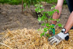 Gartenarbeit