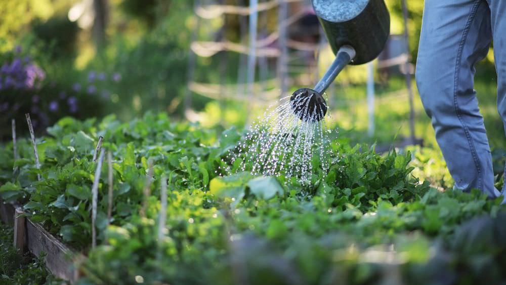 Gemüse mit geringem Wasserbedarf: Diese Pflanzen überstehen auch Trockenperioden