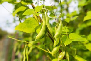 Bohnen im Garten