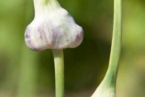 Knoblauch im Garten