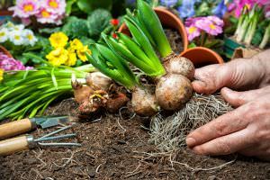 Frühling, Blumen, Gartenarbeit