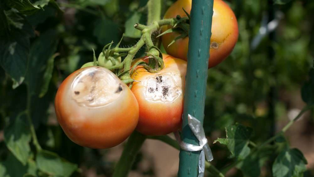 Tomaten-Schädlinge