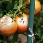 Tomaten-Nützlinge: So funktioniert die biologische Schädlingsbekämpfung