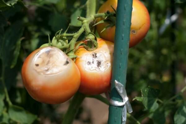 Tomaten-Schädlinge