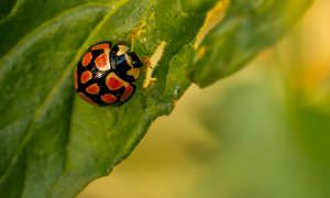 Marienkäfer gegen Spinnmilben