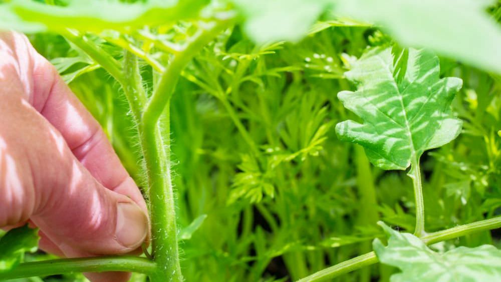 Tomaten richtig ausgeizen: So fördern Sie die Fruchtbildung