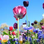 Blumenzwiebeln – diese Frühlingsboten kommen jetzt in die Erde