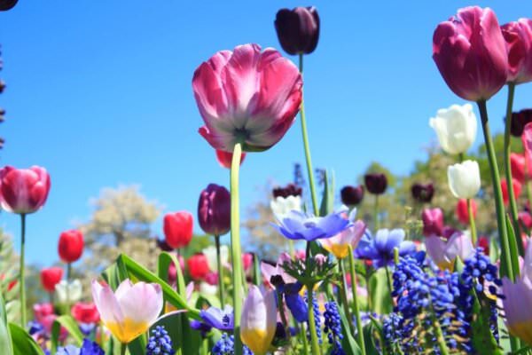 Blumenwiese im Frühling