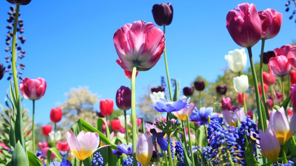 Blumenwiese im Frühling