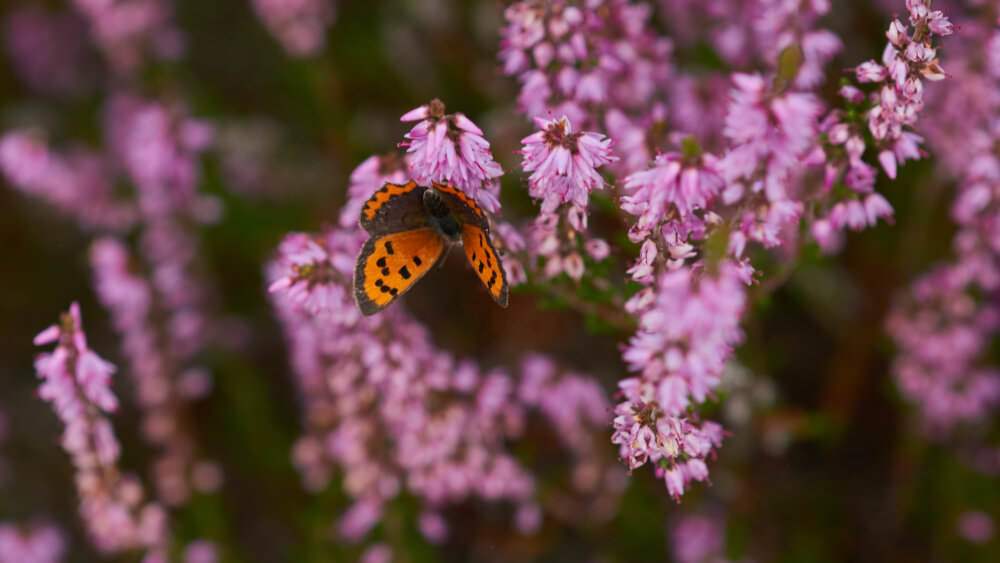 Besenheide mit Schmetterling