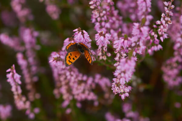 Besenheide mit Schmetterling