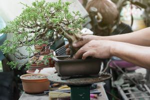 Bonsai umtopfen