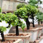 Bonsai – Zwergbäume der asiatischen Gartenkunst