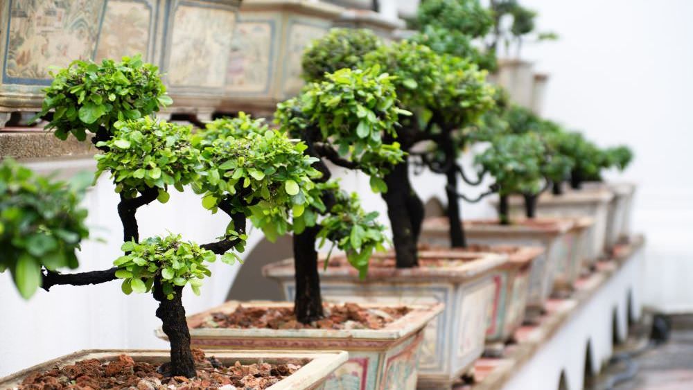 Bonsai – Zwergbäume der asiatischen Gartenkunst