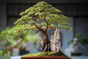 Gartenkunst Bonsai