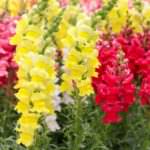 Löwenmäulchen – Farbenpracht den ganzen Sommer