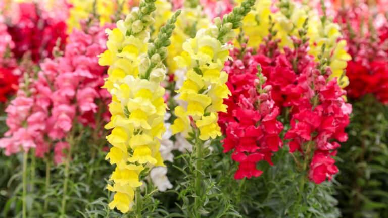 l-wenm-ulchen-farbenpracht-den-ganzen-sommer-samenhaus-gartenblog