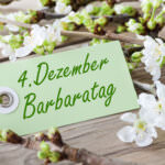 Barbarazweige – die Hommage an die Heilige Barbara