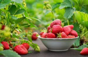 Erdbeeren Herkunft