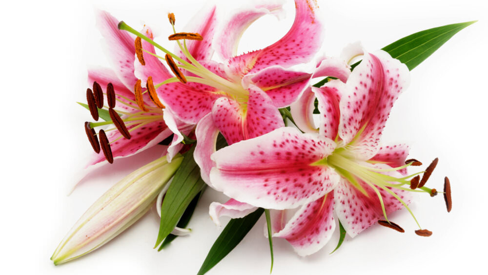 Lilien