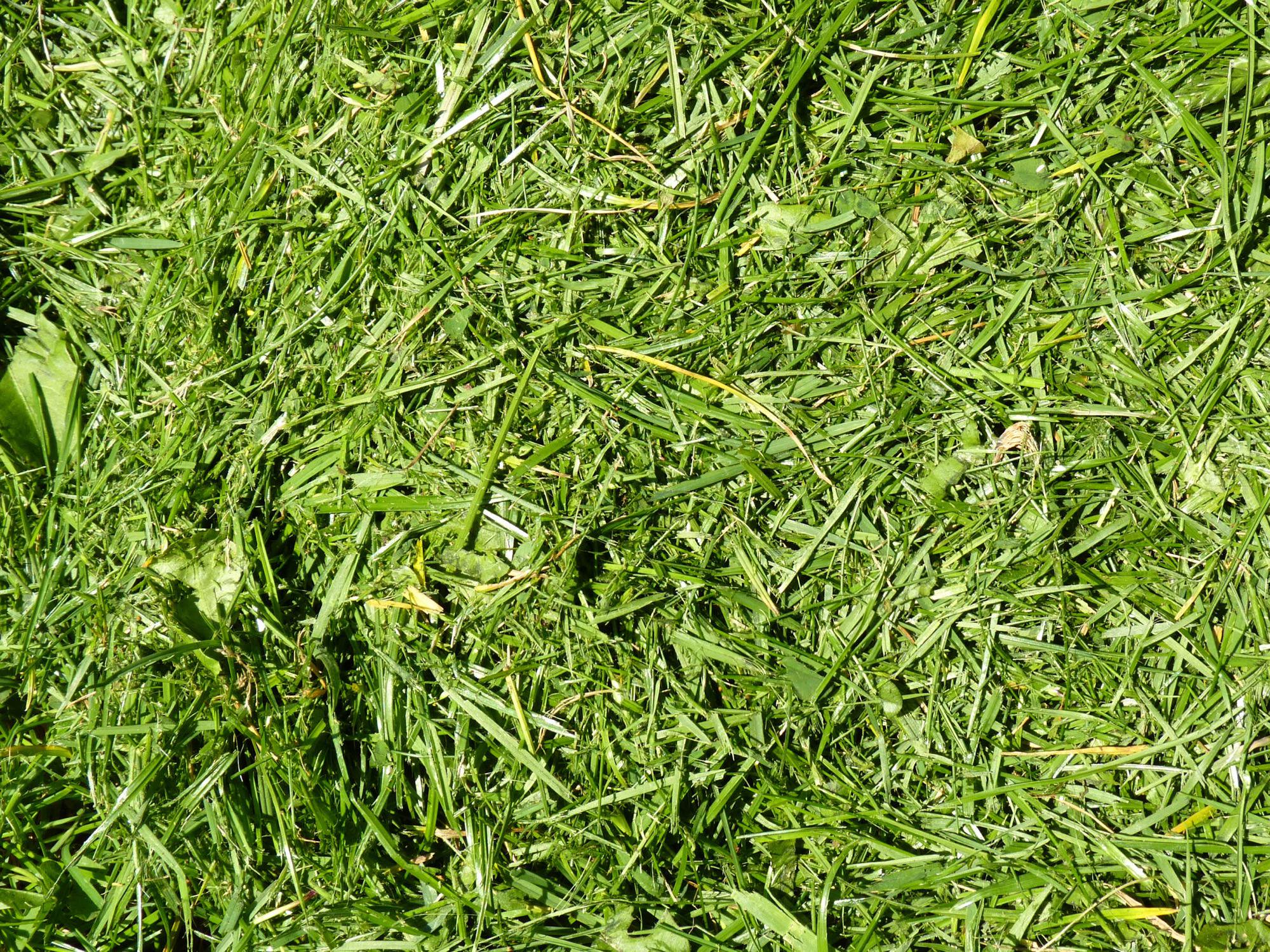 Rasenschnitt  mehr als nur Abfall - Samenhaus Gartenblog