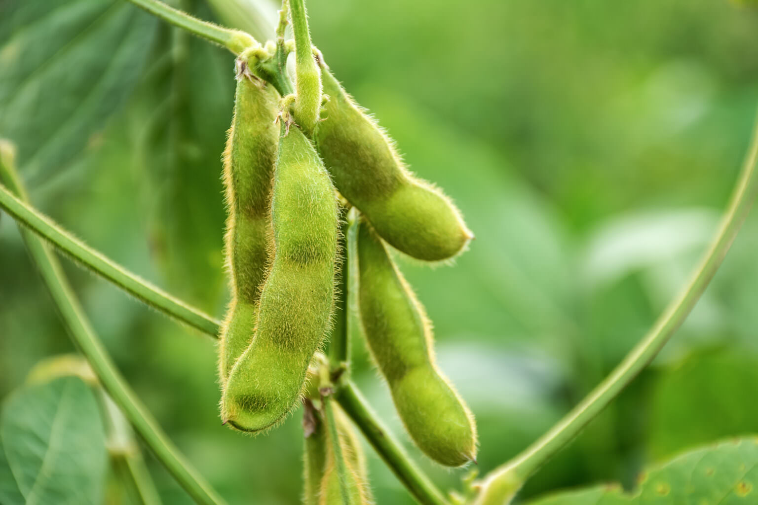 sojabohnen-im-garten-anbauen-so-geht-es-samenhaus-gartenblog
