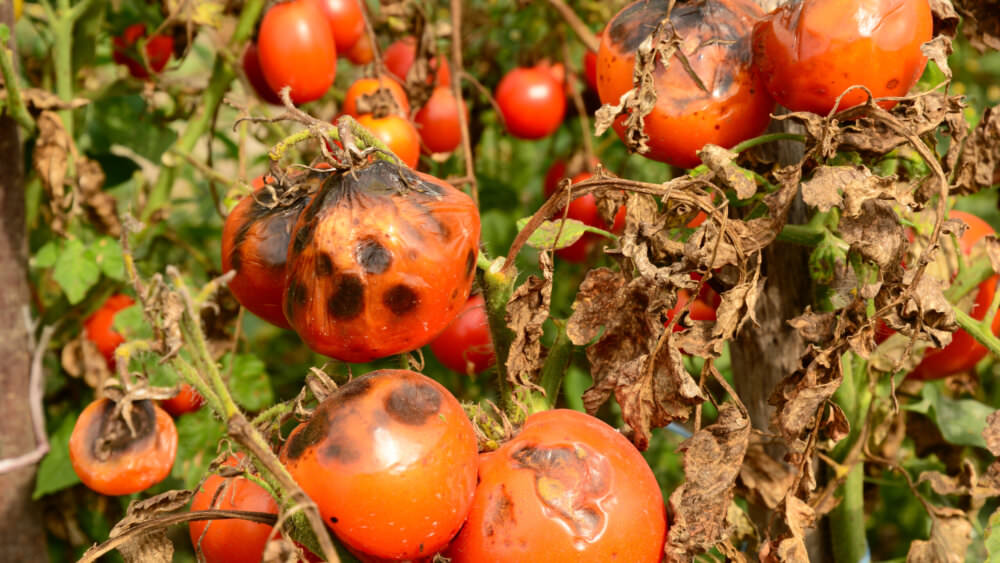 Tomatenkrankheiten