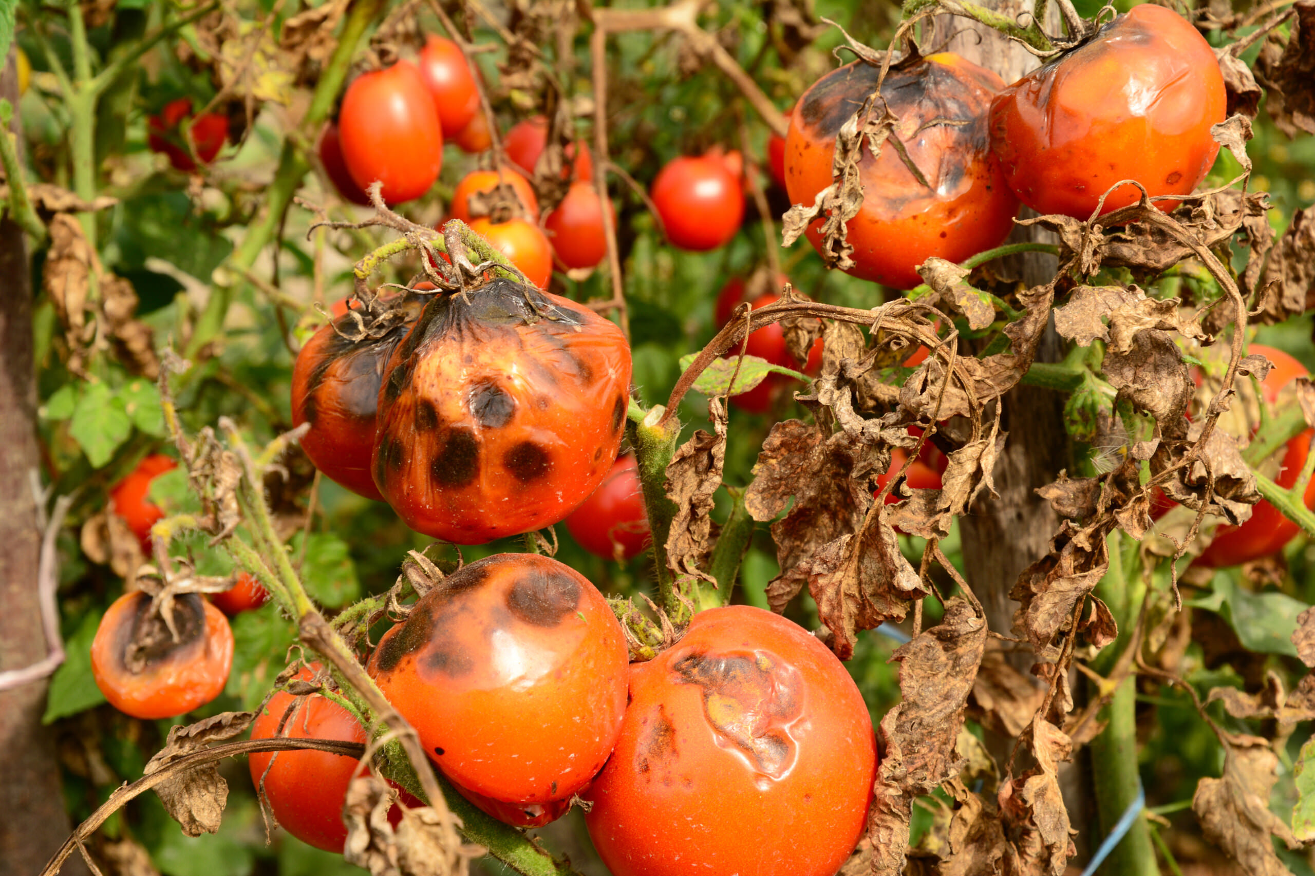 Blütenendfäule Bei Tomaten Bekämpfen Tomatenkrankheiten Blütenendfäule Probleme mit den Tomaten - Samenhaus Gartenblog