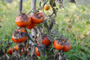 Tomatenfäule