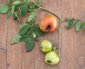 Krankheiten Tomaten