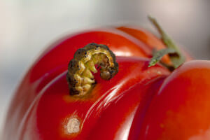 Schädlingsbefall Tomate