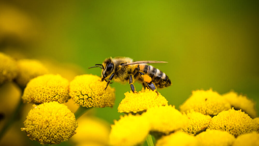 Bedrohte Insekten - Wildbienen