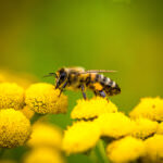 So können Sie Wildbienen unterstützen