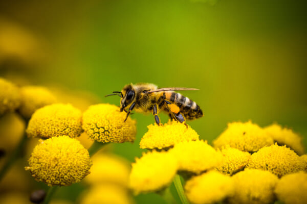 Bedrohte Insekten - Wildbienen