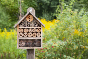 Wildbienen