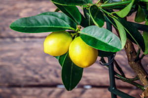 Zitruspflanze Zitrone