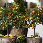 Zitruspflanzen im Topf – der Weg zur eigenen Orangerie