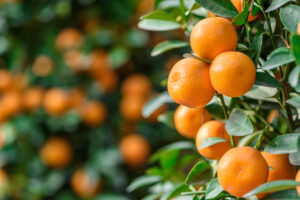Zitruspflanze Orange
