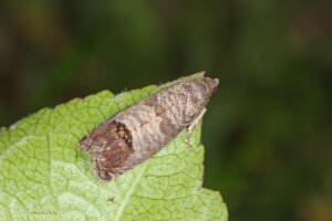 Schmetterling Apfelwickler