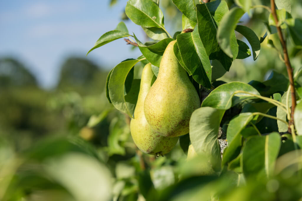 Tipps für die Birnenernte richtiger Zeitpunkt und Lagerung Samenhaus Gartenblog