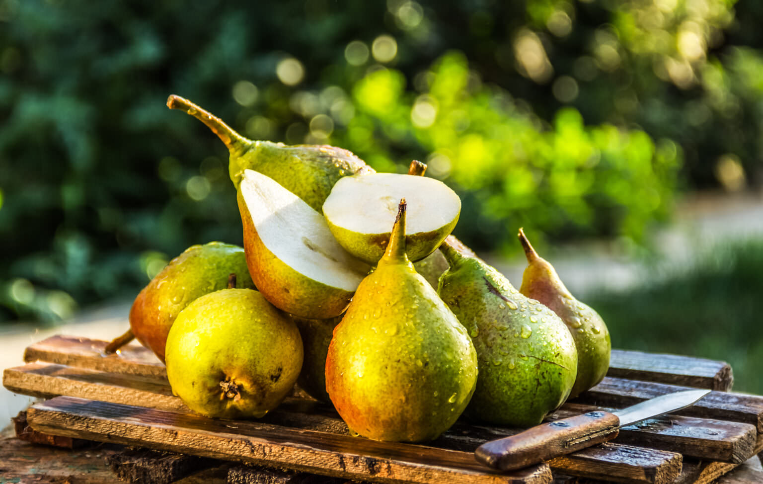 Tipps für die Birnenernte: richtiger Zeitpunkt und Lagerung - Samenhaus Gartenblog
