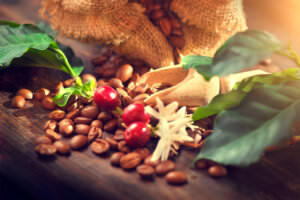 Kaffeebohnen Pflanze