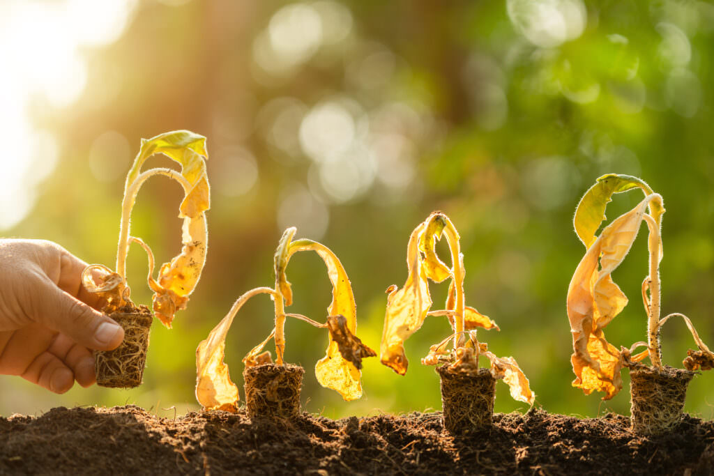 So passen Sie Ihren Garten dem Klimawandel an